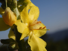Verbascum simplex