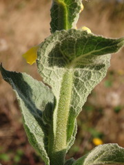 Verbascum simplex