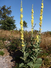 Verbascum simplex