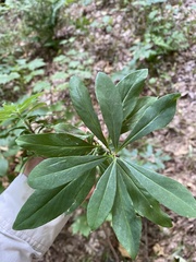 Daphne mezereum