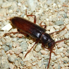 Haplidus testaceus