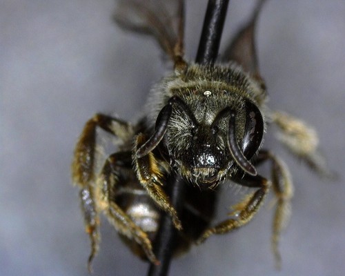 iNaturalist observation photo of Tripartite Sweat Bee