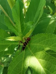 Neoclytus acuminatus hesperus