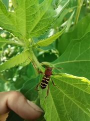 Neoclytus acuminatus hesperus