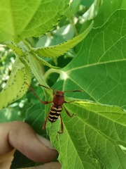 Neoclytus acuminatus hesperus