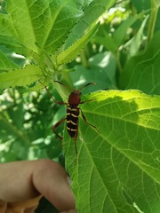 Neoclytus acuminatus hesperus