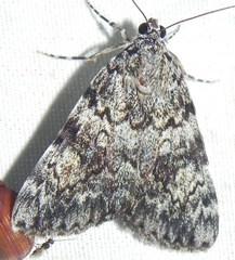 Catocala lineella