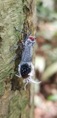 Lystra pulverulenta