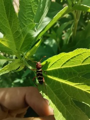 Neoclytus acuminatus hesperus