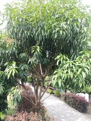 Mangifera indica