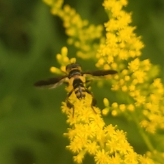 Trichopoda plumipes