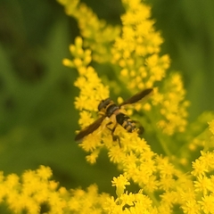 Trichopoda plumipes