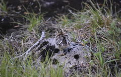 Dendragapus fuliginosus