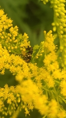 Trichopoda plumipes