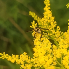 Trichopoda plumipes