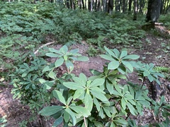 Daphne mezereum