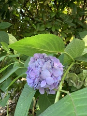 Hydrangea