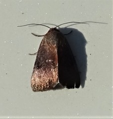 Galgula