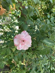 Rosa