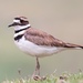 Killdeer - Photo (c) world_lineage, some rights reserved (CC BY-NC), uploaded by world_lineage
