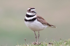 Killdeer - Photo (c) world_lineage, some rights reserved (CC BY-NC), uploaded by world_lineage