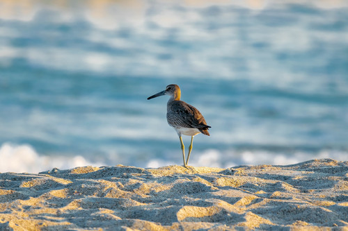Willet