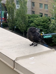 Corvus brachyrhynchos