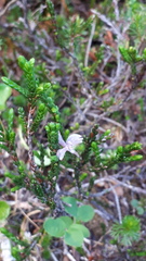 Exobasidium cassiopes