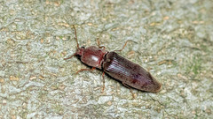 Stenagostus rhombeus