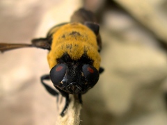 Cuterebra abdominalis