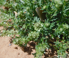 Lepidium oblongum