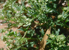 Lepidium oblongum