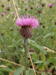 Centaurea nemoralis