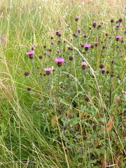 Centaurea nemoralis