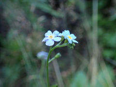 Myosotis nemorosa