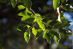 Cinnamomum yabunikkei