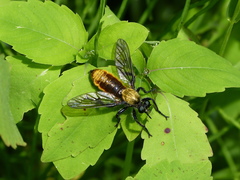 Laphria sericea