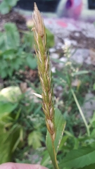 Elymus curvatus