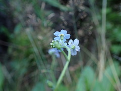 Myosotis nemorosa