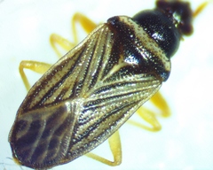 Ptochiomera nodosa