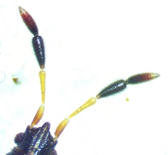 Ptochiomera nodosa