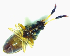 Ptochiomera nodosa