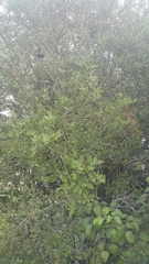 Weinmannia tomentosa