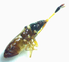 Ptochiomera nodosa