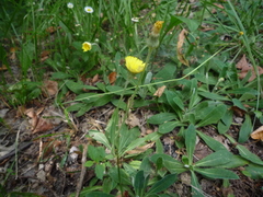 Pilosella piloselliflora