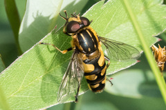 Helophilus obscurus