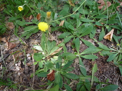 Pilosella piloselliflora