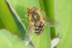 Parhelophilus obsoletus