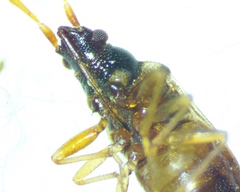 Ptochiomera nodosa