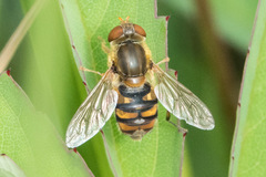 Parhelophilus obsoletus